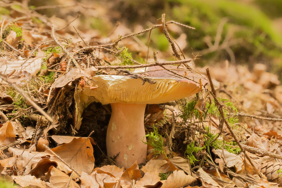 Pilz