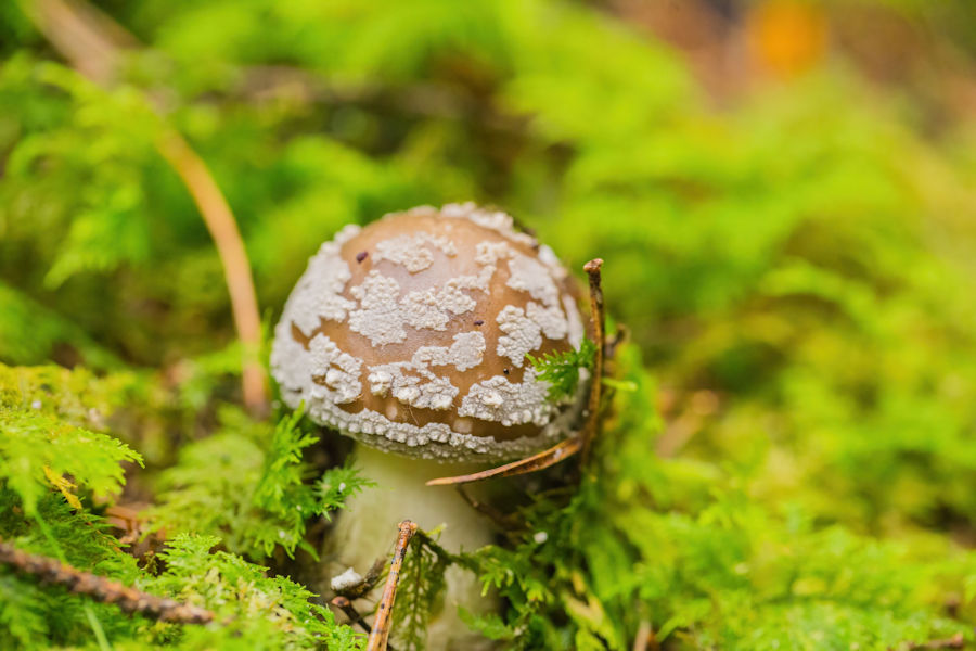 Pilz