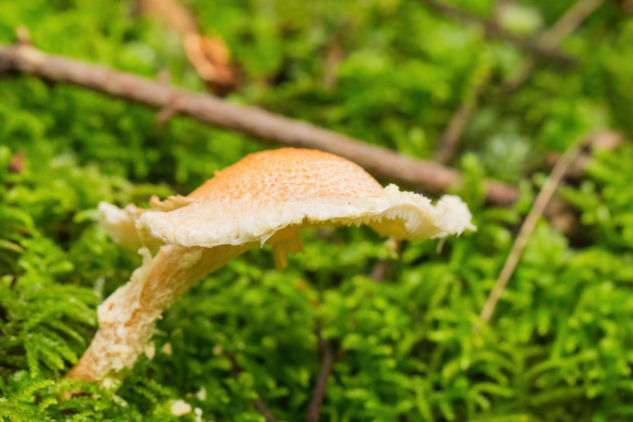 Pilz