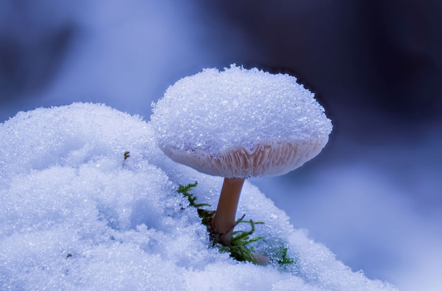 Pilz im Schnee