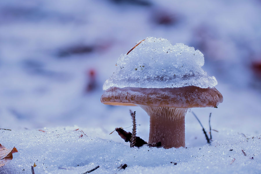 Pilz im Schnee