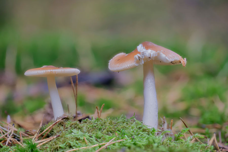 Pilze