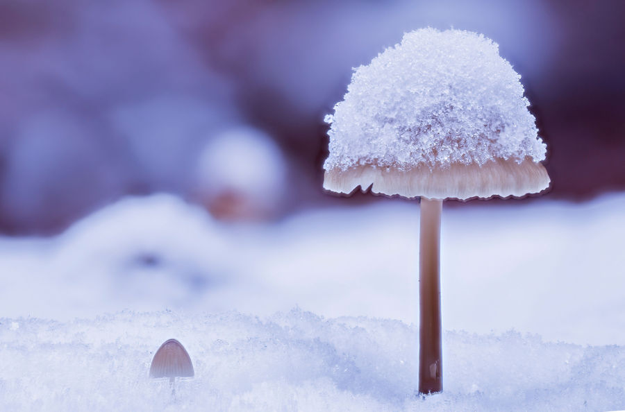 Pilze im Schnee