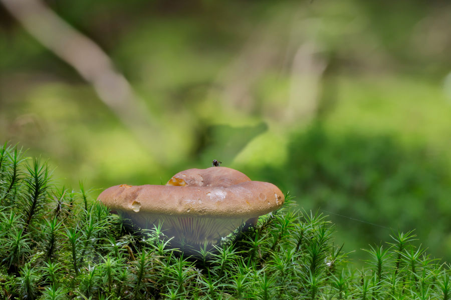 Samtfuß Holzkrempling