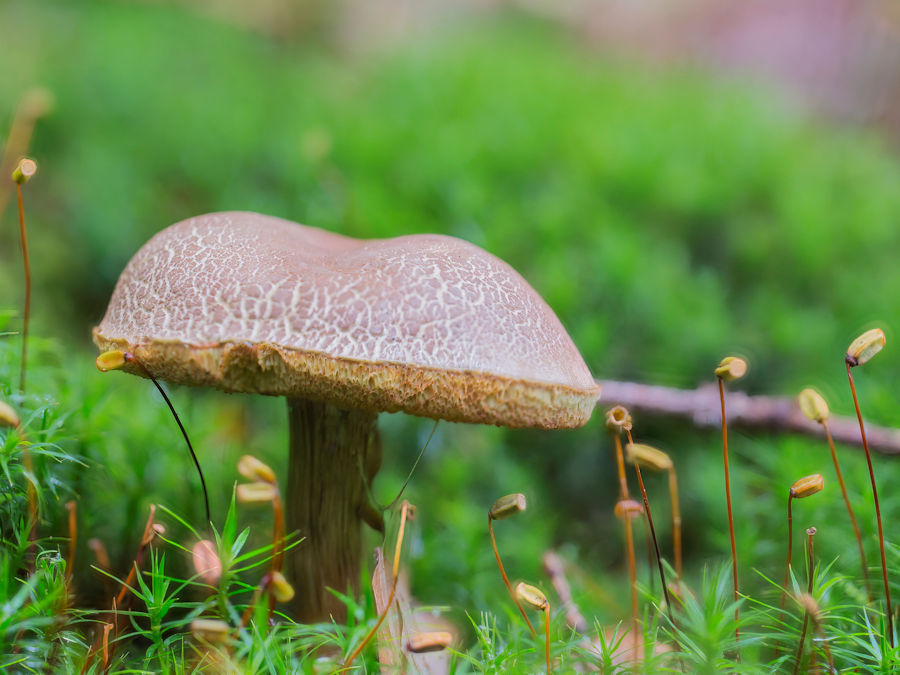 Steinpilz