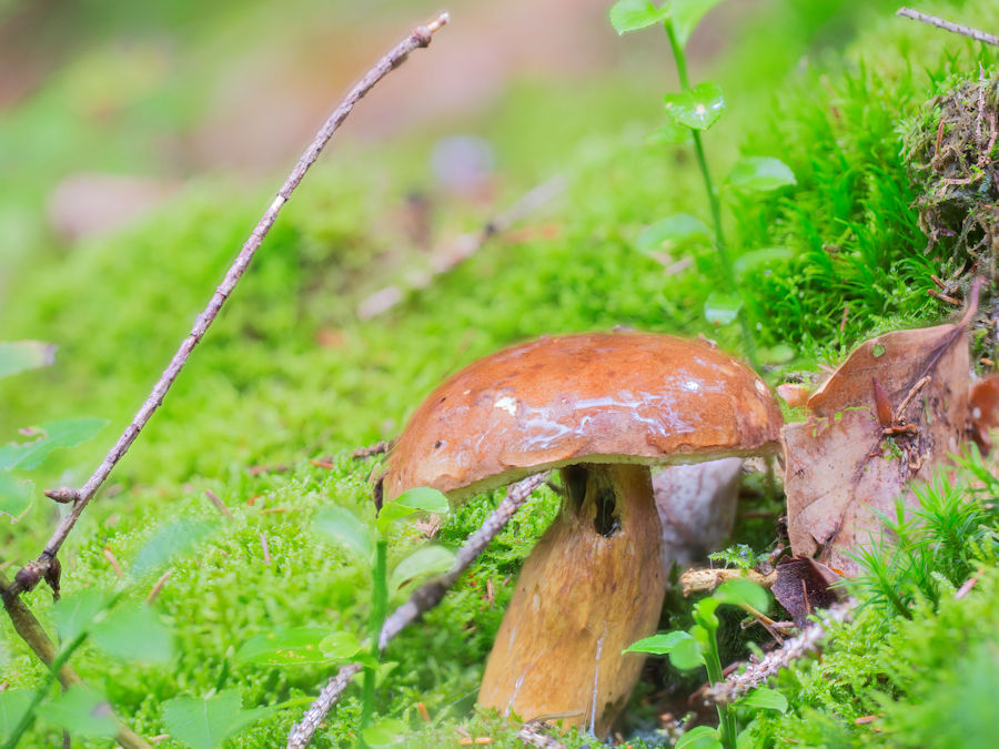 Steinpilz