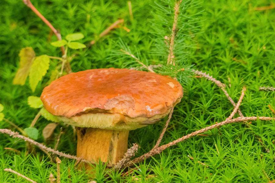 Steinpilz