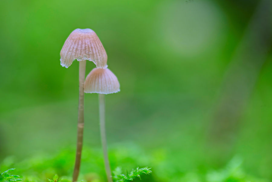 kleine Pilze