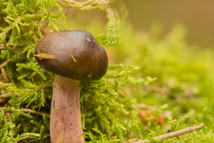 kleiner Pilz im Moos