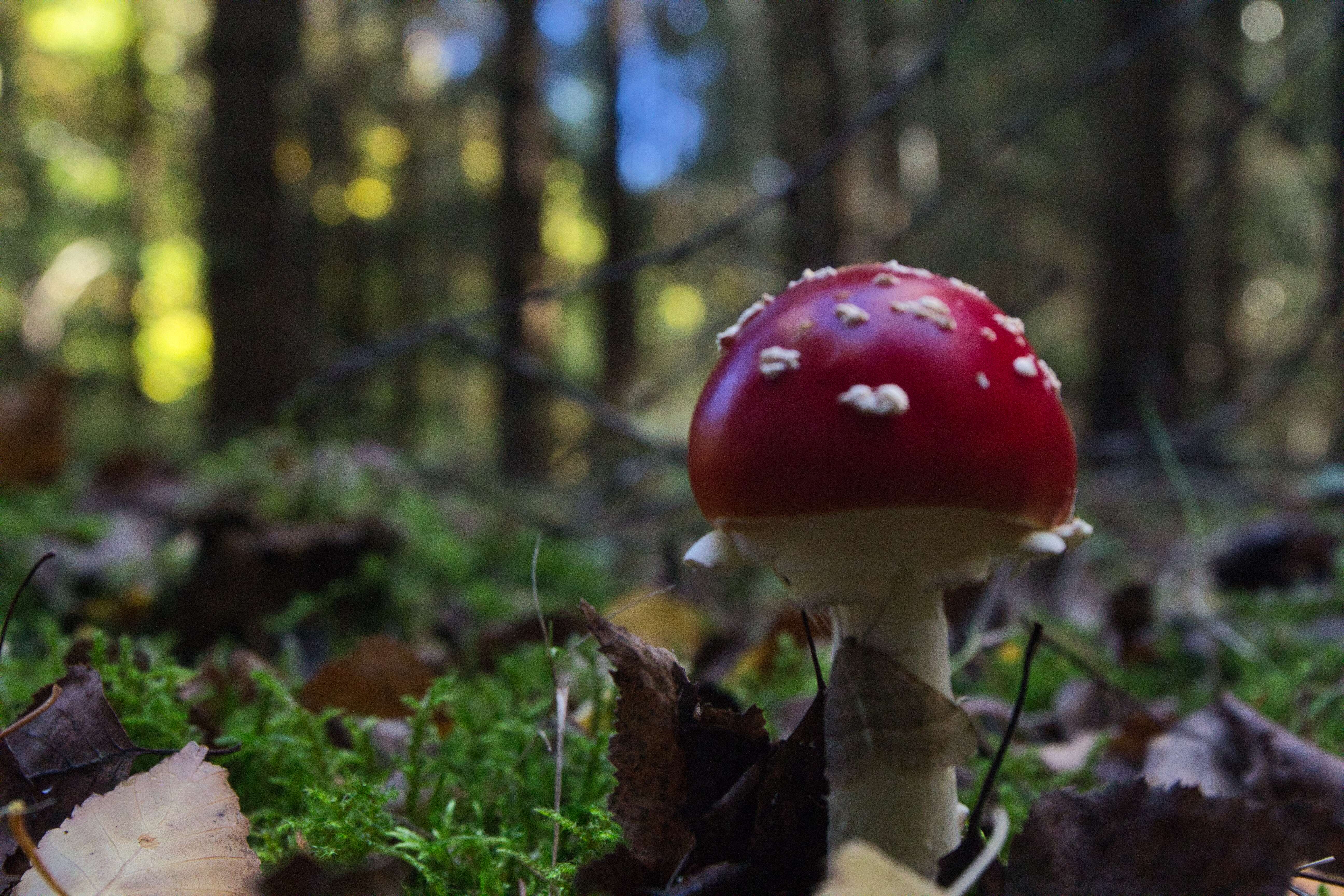 Fliegenpilz