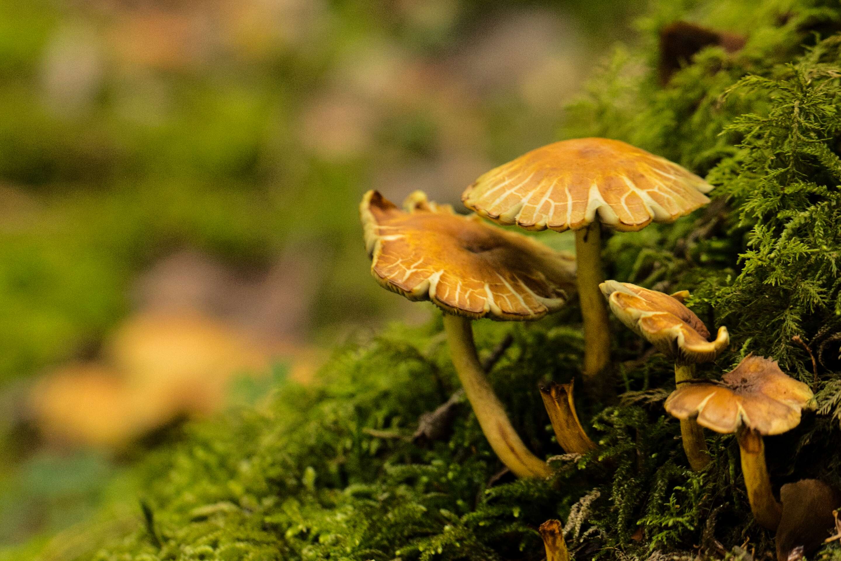 Kleine Pilze