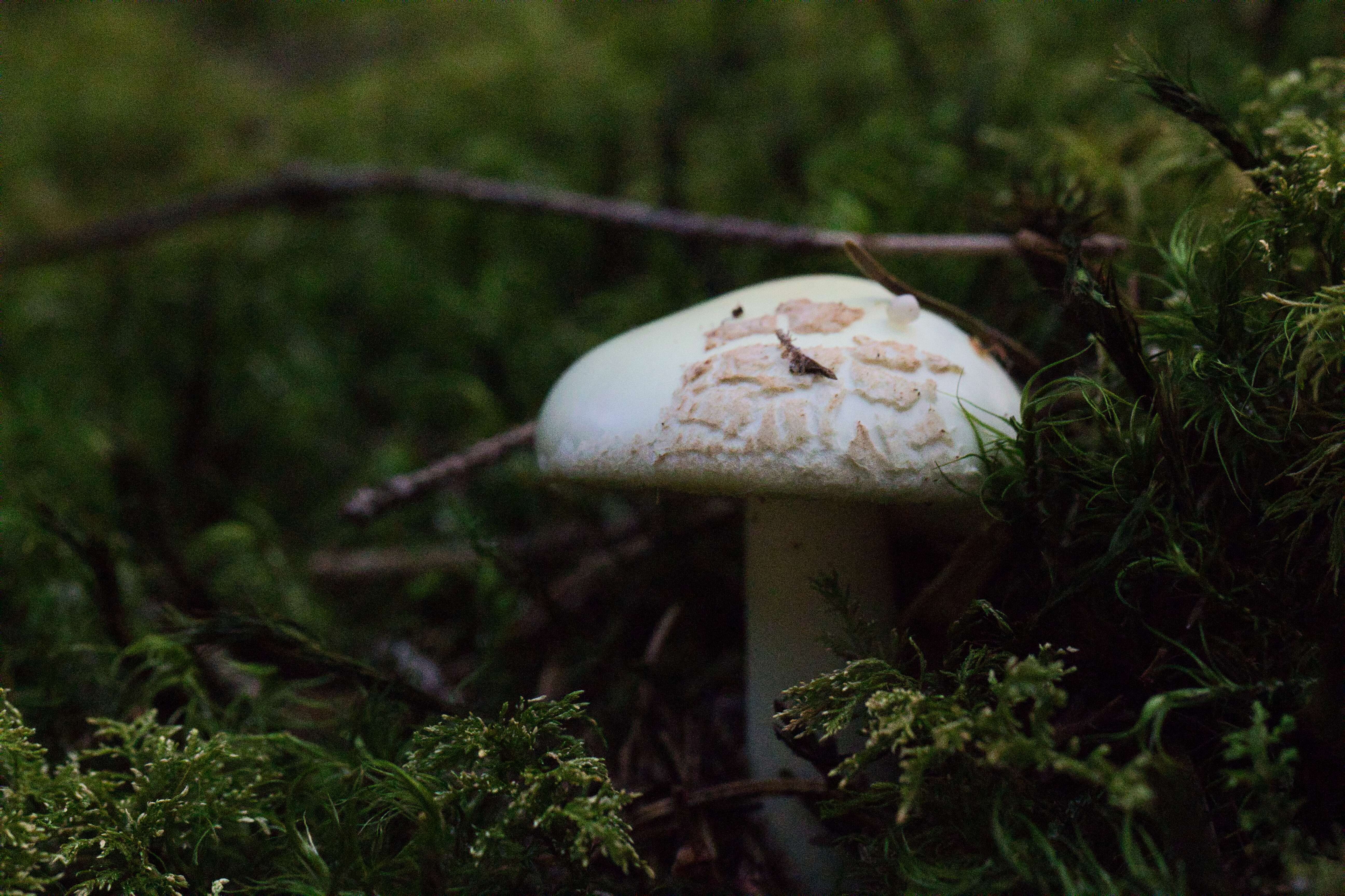 Pilz