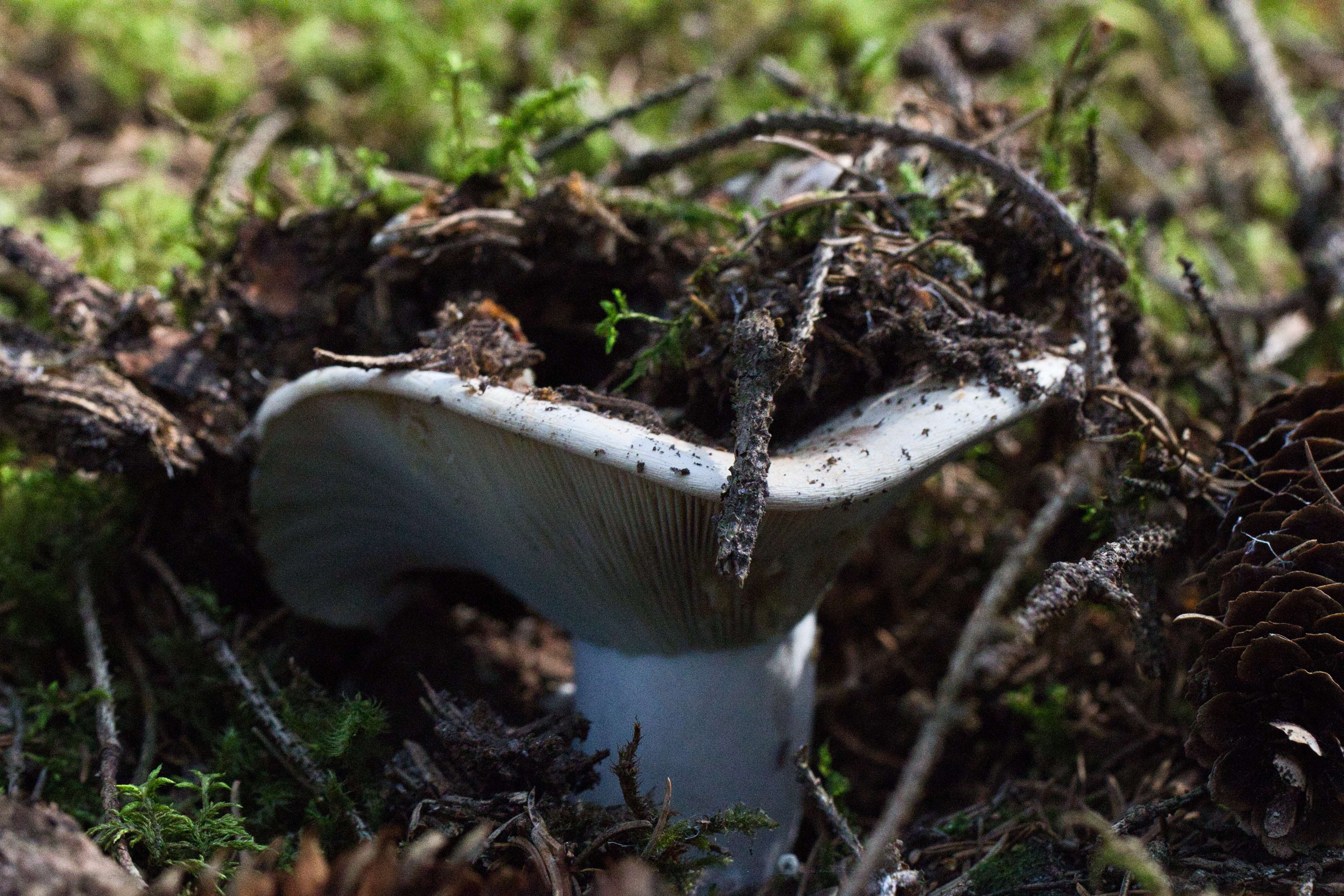 Pilz