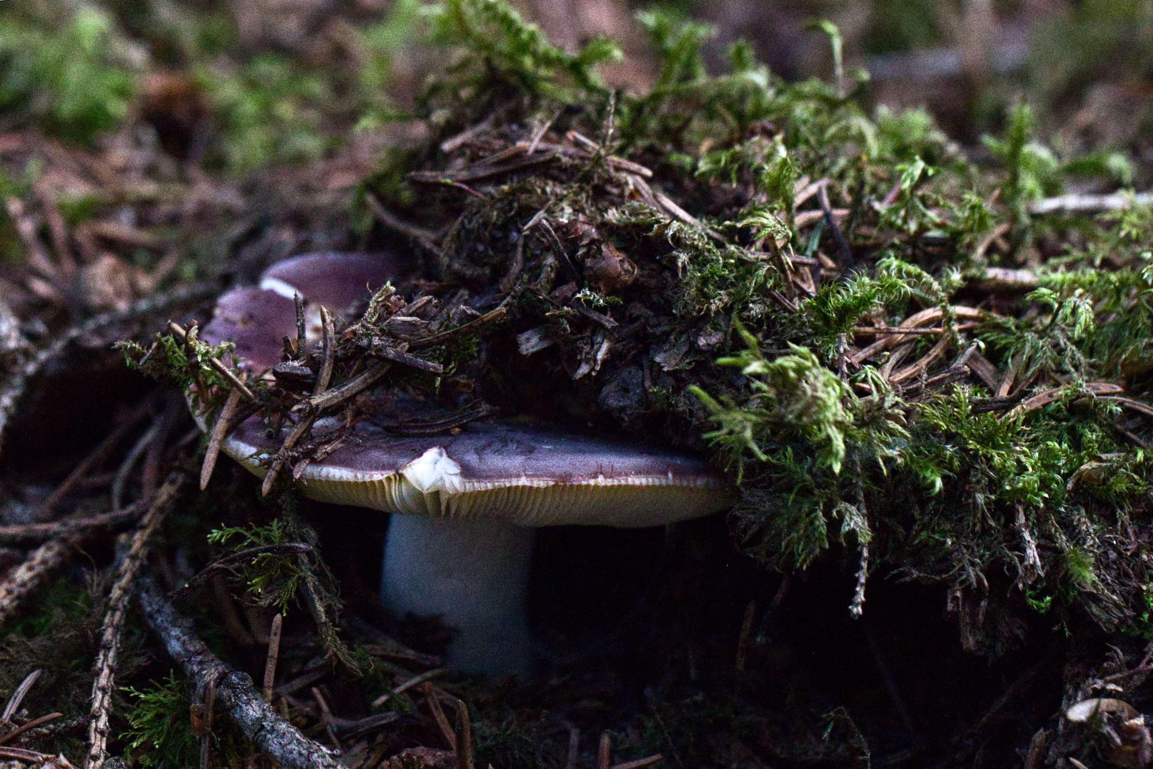 Pilz