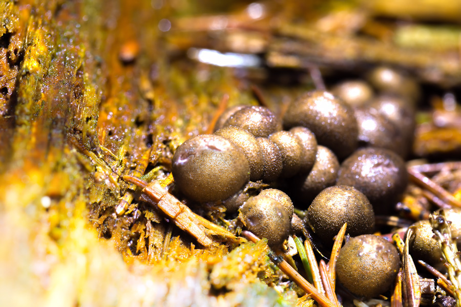 Blutmilchpilz