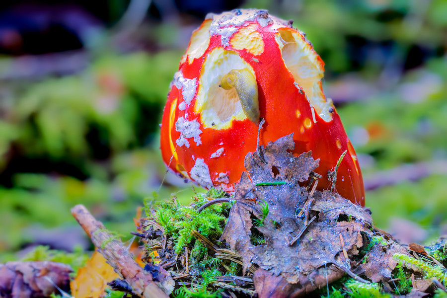 Fliegenpilz mit Schnecke