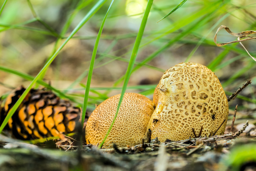 Kartoffelbovist