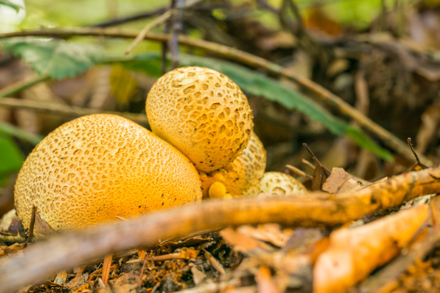Kartoffelbovist