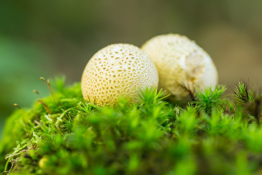 Kartoffelbovist