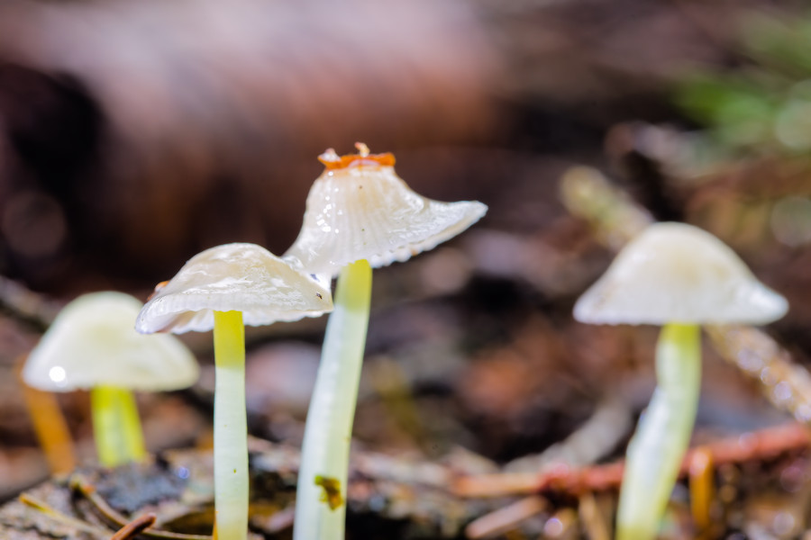 Kleine Pilze