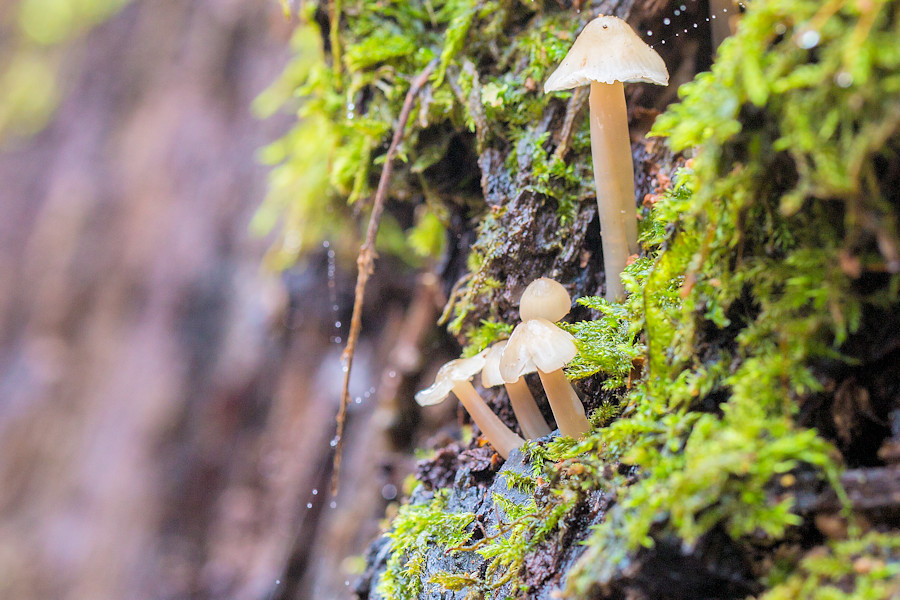 Kleine Pilze an einem Baumstumpf