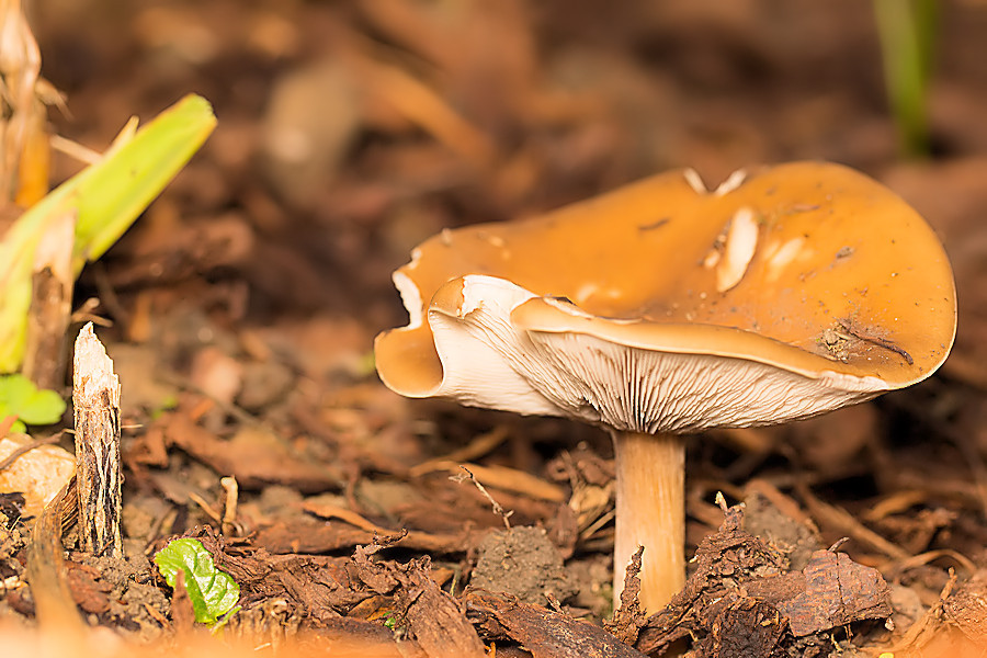 Pilz