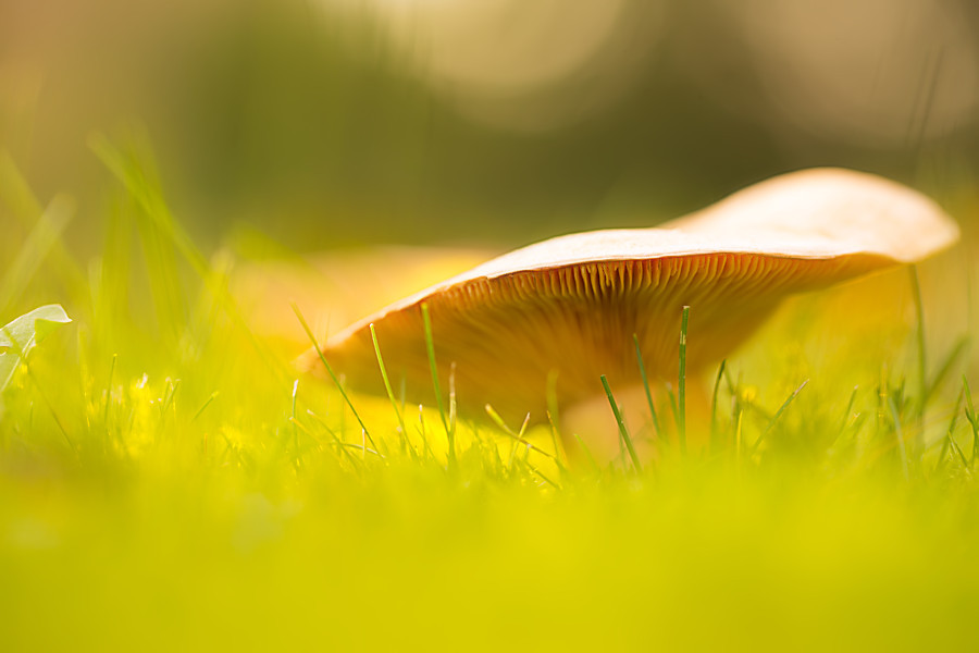 Pilz