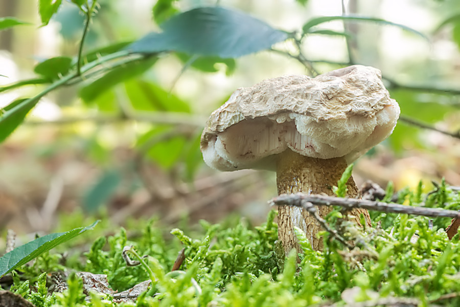 Pilz