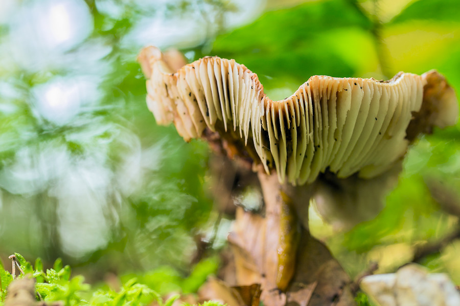 Pilz