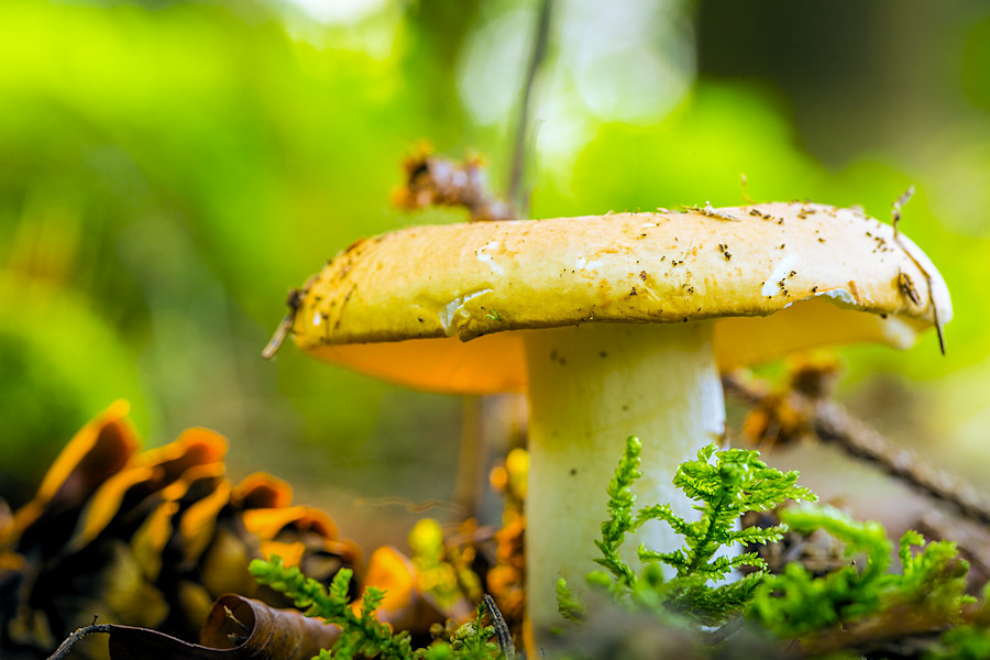 Pilz