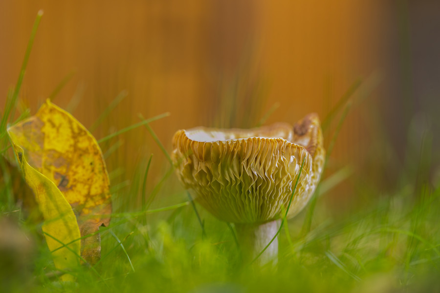 Pilz