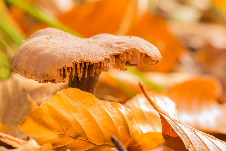 Pilz