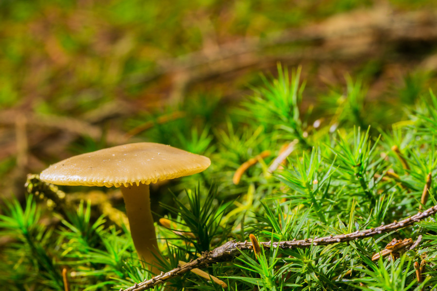 Pilz