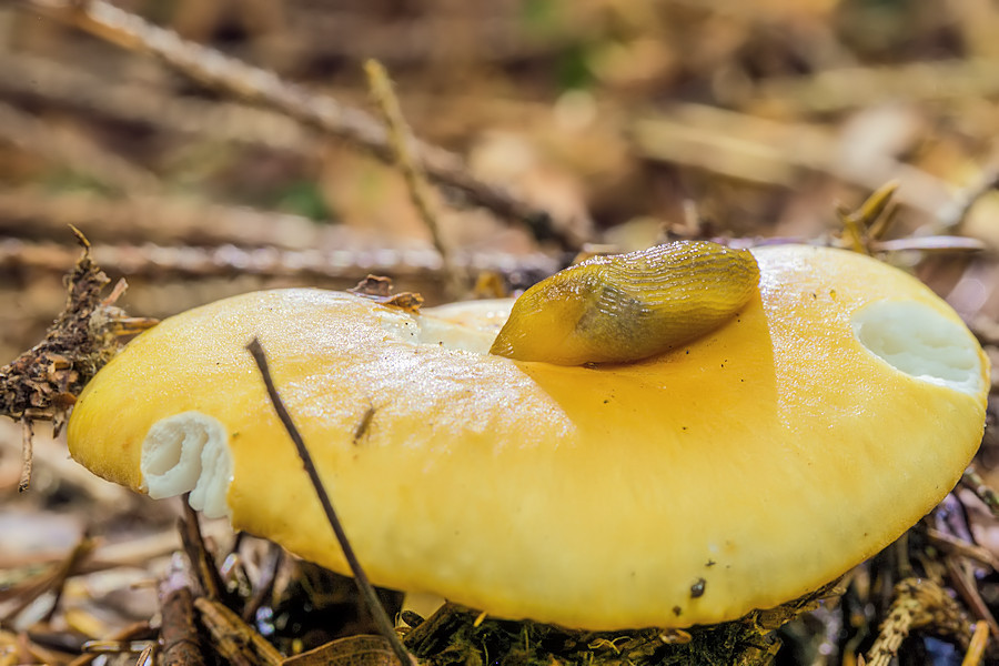 Pilz mit Schnecke