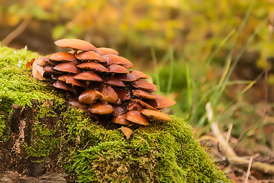 Pilze auf Baumstumpf