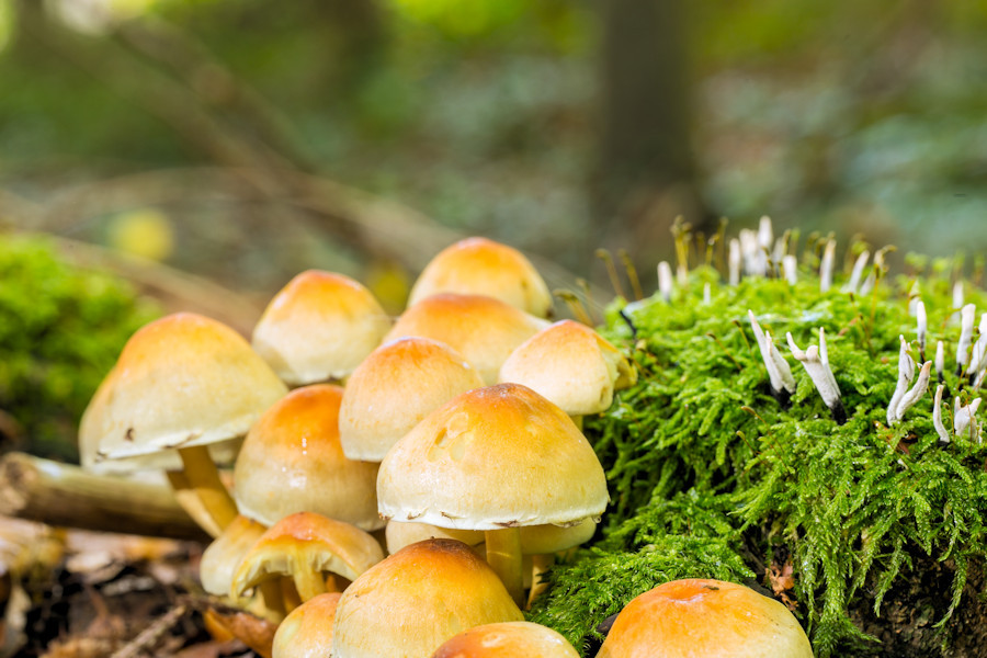 Stockschwämchen und Geweihförmige Holzkeule