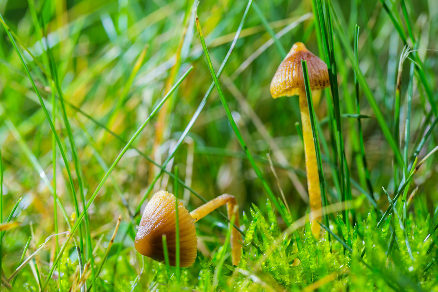 kleine Hutpilze