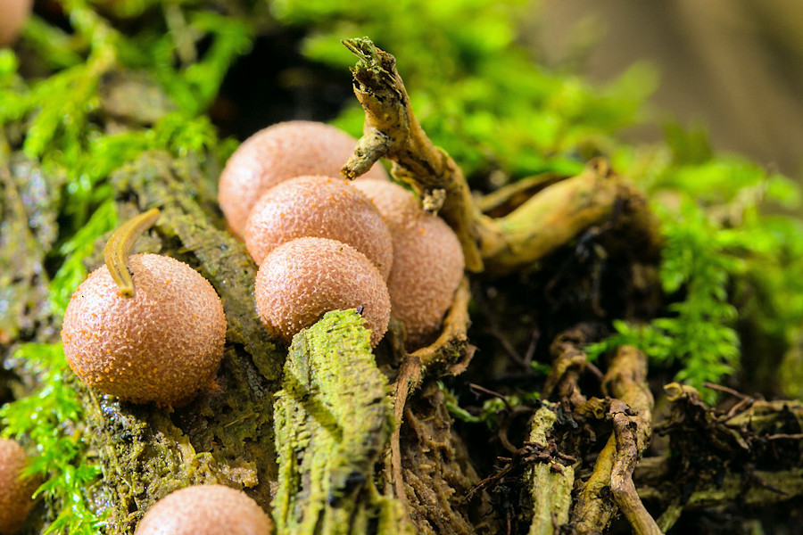 kleine Kugelpilze