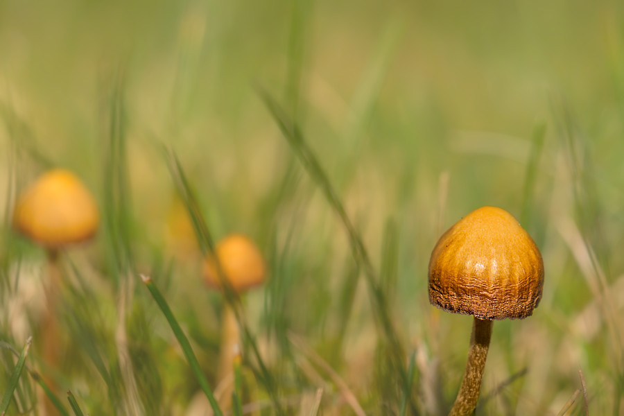 kleine Pilze