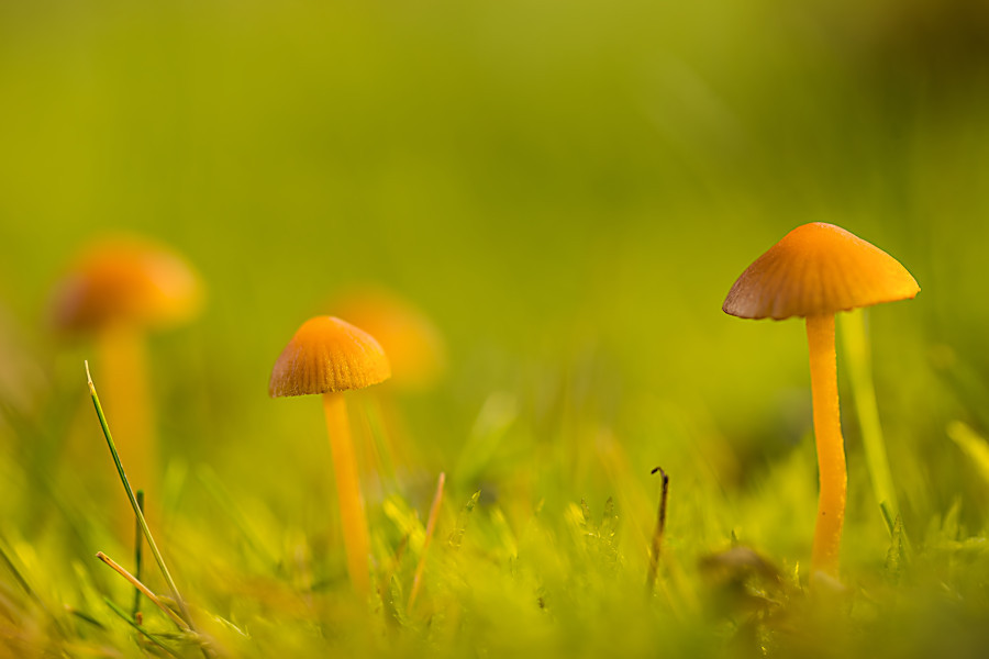 kleine Pilze
