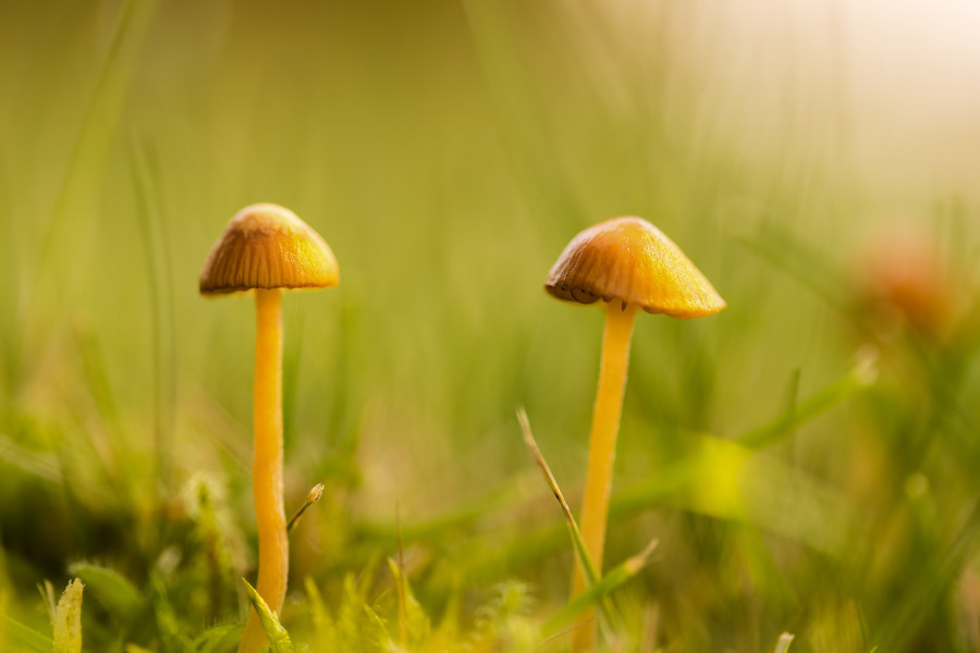 kleine Pilze
