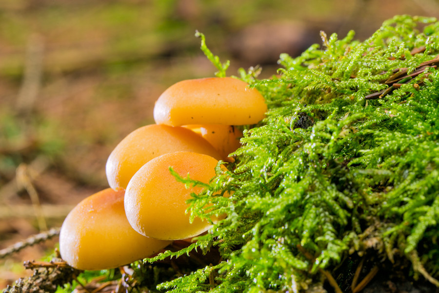 kleine Pilze