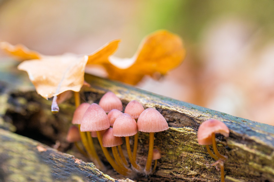 kleine Pilze