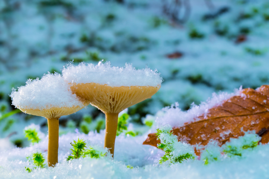 kleine Pilze im Schnee