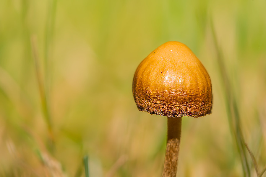 kleiner Pilz