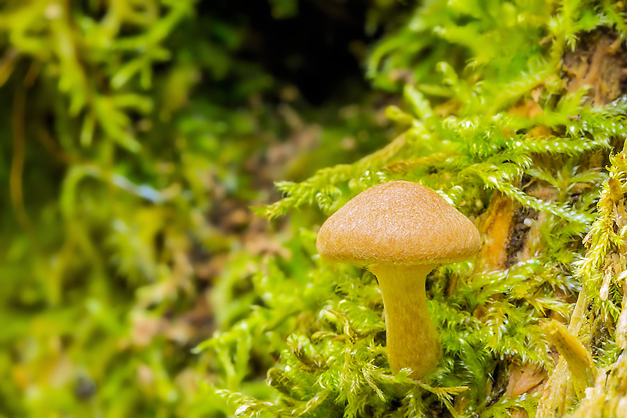 kleiner Pilz