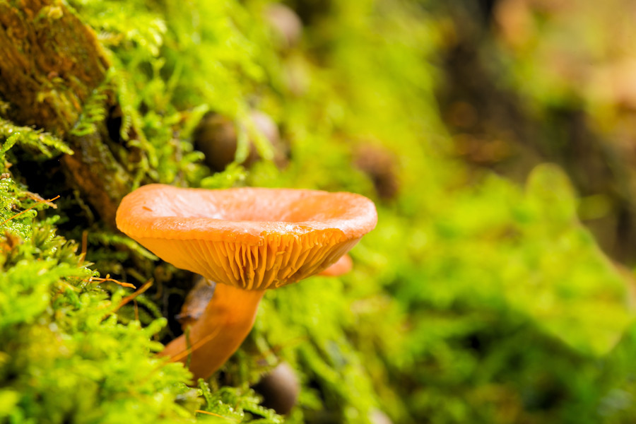 kleiner Pilz