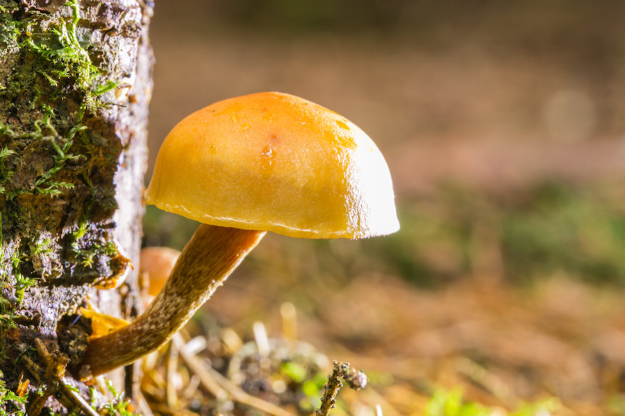 kleiner Pilz