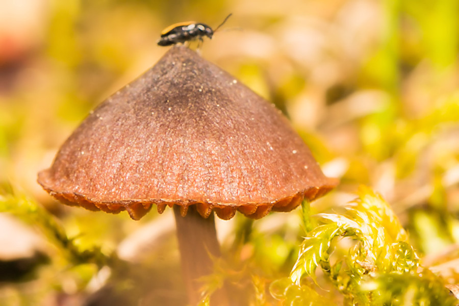 kleiner Pilz mit Besucher