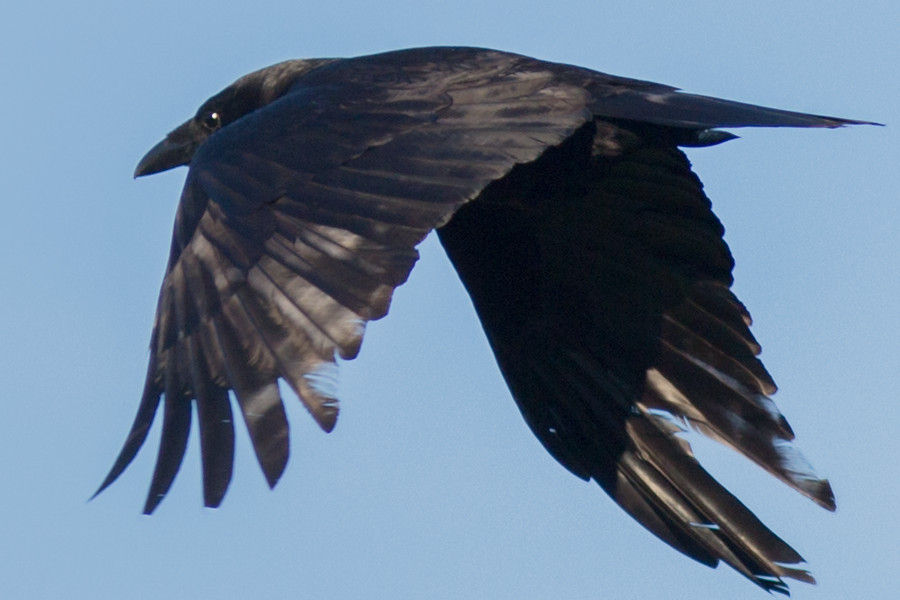 Rabe im Flug